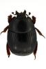 Atholus corvinus